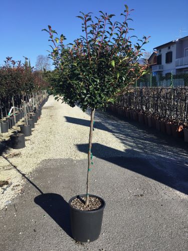 Photinia "Carre Rouge" 1.50 - 1.70 m / Photinia x fraseri "Carre Rouge"/ by gradina-noastra