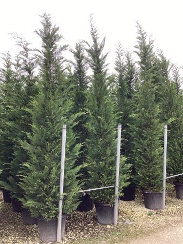 Chiparos leylandii 3.50 - 4.00 m / x Cupressocyparis leylandii / by gradina-noastra