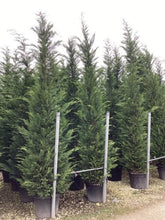 Chiparos leylandii 3.50 - 4.00 m / x Cupressocyparis leylandii / by gradina-noastra