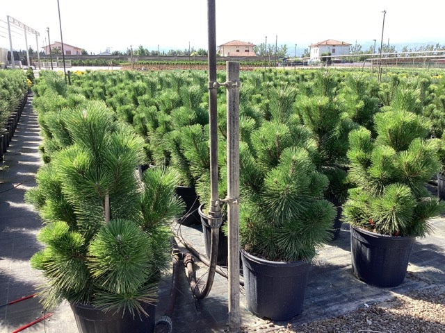 Pin japonez negru "Thunderhead" / Pinus thunbergii "Thunderhead" / by gradina-noastra