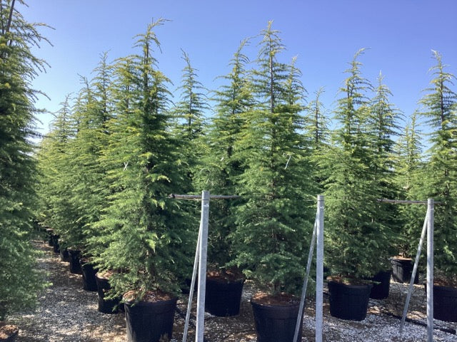 Cedru de Himalaya "Kelly Gold" 2.50 - 3.00 m / Cedrus deodara "Kelly Gold" / by gradina-noastra
