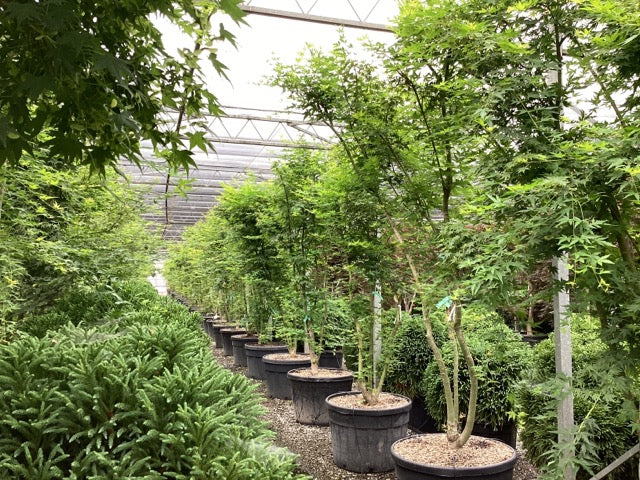 Artar japonez / Acer palmatum / by gradina-noastra