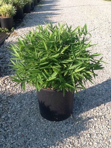 Bambus vesnic verde pitic / Pleioblastus pygmaeus "Distichus" /