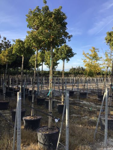 Arborele pagodelor "Mariken" 2.50 - 3.00 m / Ginko biloba "Mariken" / by gradina-noastra