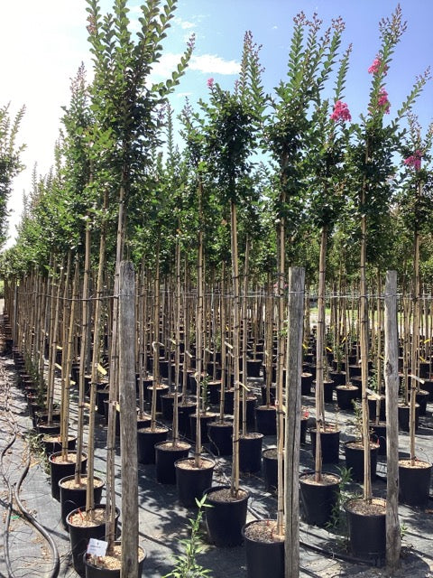 Liliac Indian "Rosea Nova" 2.00 - 2.50 m / Lagerstroemia Indica "Rosea Nova" / - Gradina Noastra