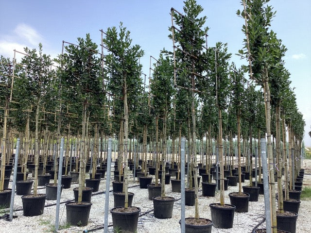 Ilex "Nellie R.Stevens" palier pe trunchi / Ilex mutchagara "Nellie R.Stevens"/