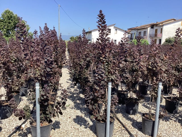 Scumpie „Royal Purple” 1.50 - 1.75 m / Cotinus coggygria „Royal Purple” / - Gradina Noastra