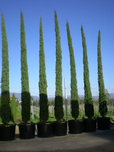 Chiparos de Italia 5.00 - 6.00 m / Cupressus sempervirens "Pyramidalis" / by gradina-noastra