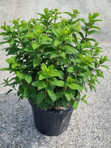 Hortensia paniculata "Bobo" oferă frunziș bogat și un aspect elegant pentru grădini și terase.