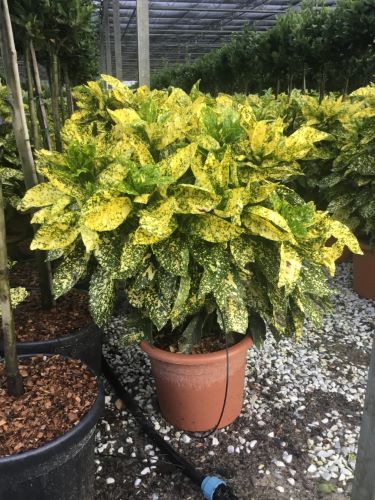 Pom de aur "Crotonifolia Gold" 1.00 - 1.20 m / Aucuba japonica "Crotonifolia Gold" / by gradina-noastra