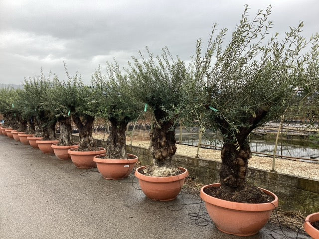 Maslin bonsai 1.50 - 2.00 m / Olea Europaea/ by gradina-noastra
