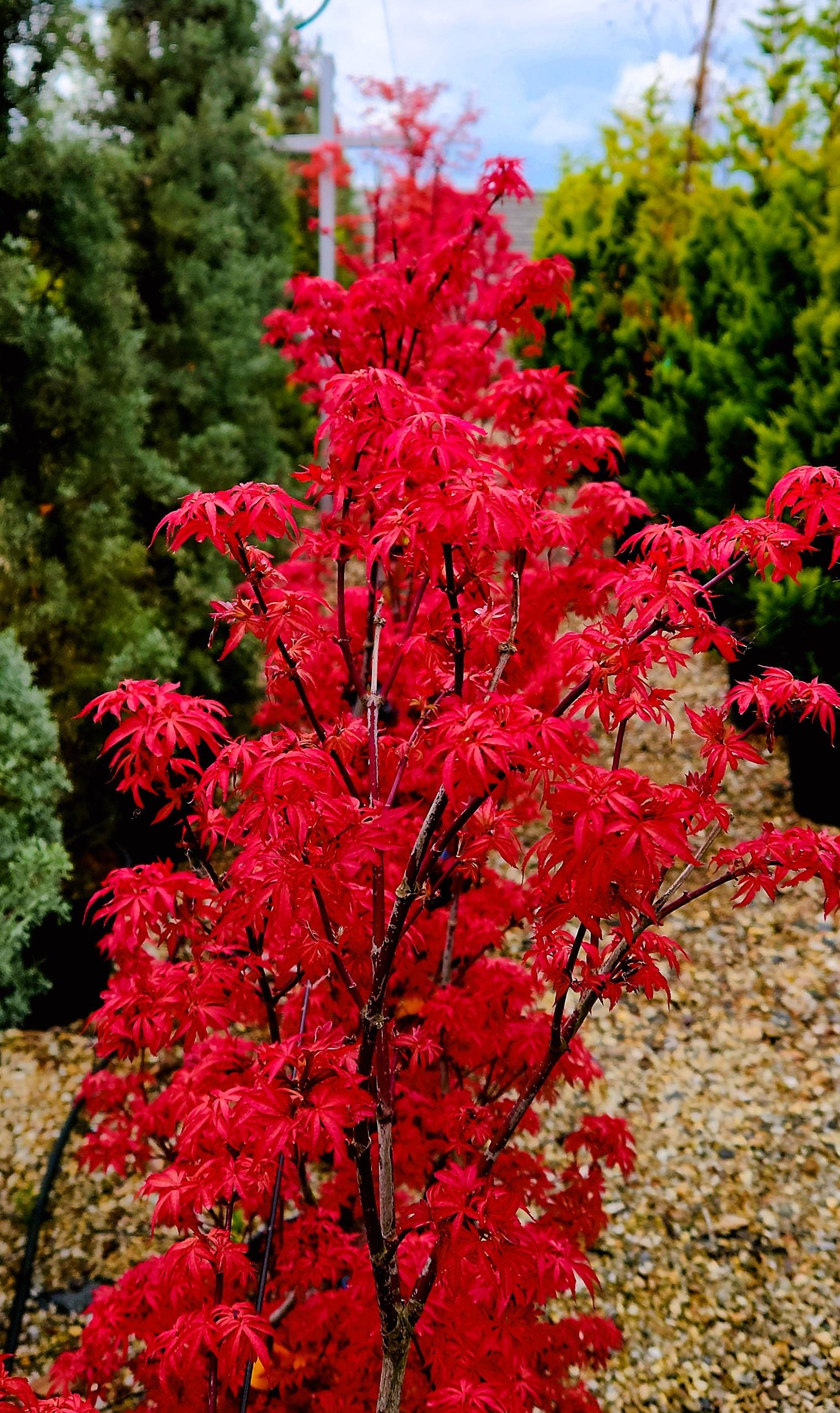Artar japonez "Skeeters Broom" / Acer palmatum "Skeeters Broom" /