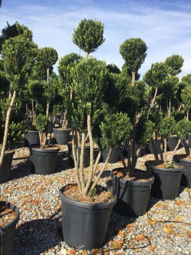 Tisa "Hillii" Pom Pom 1.10 m / Taxus x media "Hillii" / by gradina-noastra