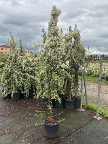 Catina ornamantala rosie "Ventoux Red" / Pyracantha coccinea "Ventoux Red"/