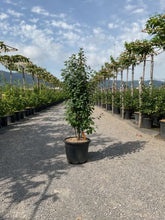 Arbore de stafide "Obelisk" 1.50 - 1.70 m / Amelanchier alnifolia "Obelisk"/ by gradina-noastra