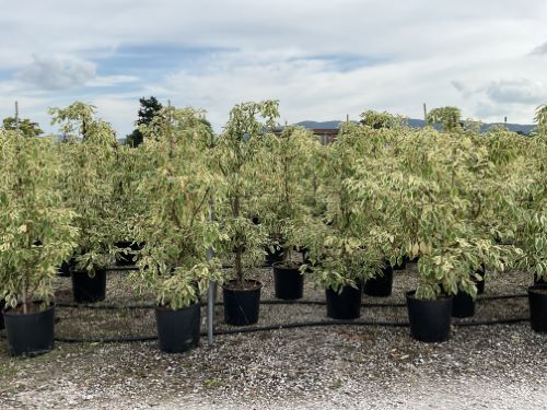 Corn alb "Variegata" 1.00 - 1.20 m /Cornus controversa "Variegata"/ - Gradina Noastra