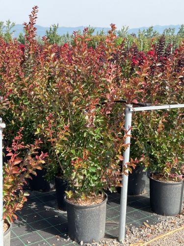 Liliac Indian "Dynamite" / Lagerstroemia Indica "Dynamite" / - Gradina Noastra