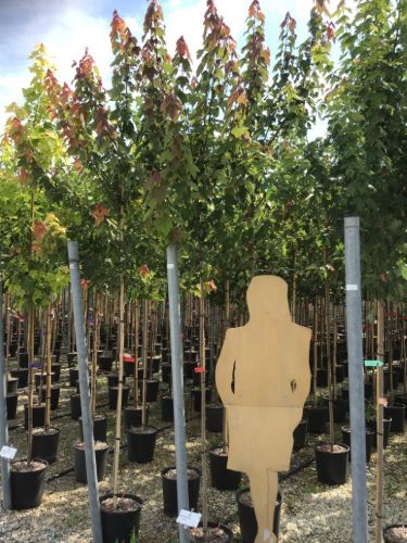 Artar rosu „Red Sunset” 3.00 - 3.50 m / Acer rubrum „Red Sunset” / by gradina-noastra