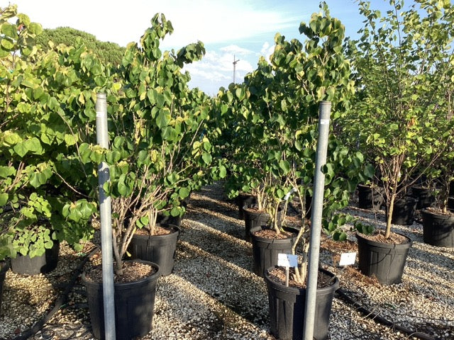 Arborele Iudei "Shirobana" tufa 1.50 - 1.70 m / Cercis chinensis "Shirobana" / by gradina-noastra