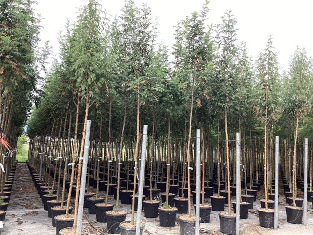 Scorus de munte "Sheerwater Seedling" 3.00 - 4.00 m / Sorbus aucuparia "Sheerwater Seedling"/ by gradina-noastra