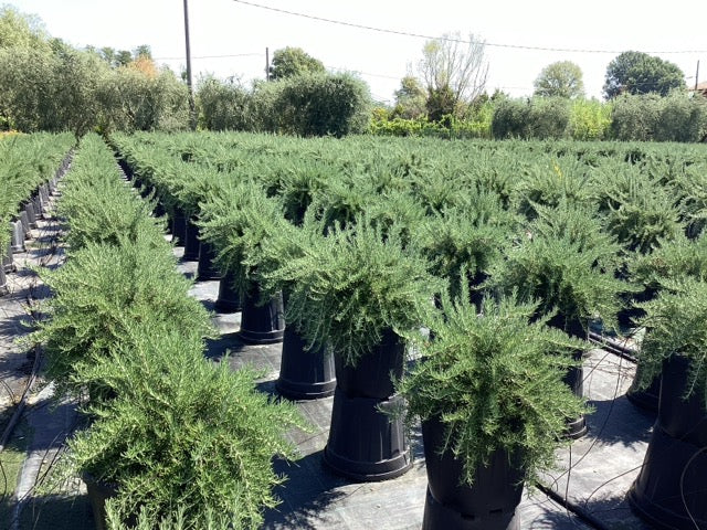 Rozmarin "Prostratus" / Rosmarinus officinalis "Prostratus"/