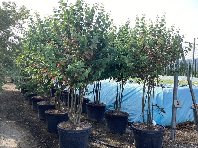 Arborele „ Katsura” Multitulpinal 2.00 m - 2.50 m / Cercidiphyllum japonicum / by gradina-noastra