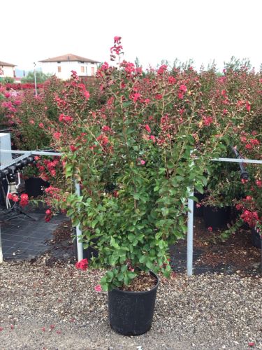 Indian bat "Dynamite" 1.00 - 1.20 m / Lagerstroemia Indica "Dynamite" /