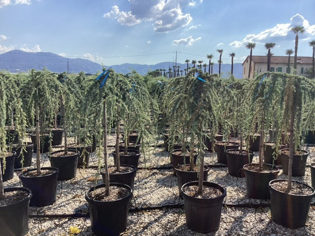 Cedru argintiu curgator 1.25 - 1.50 m / Cedrus atlantica "Glauca Pendula" / by gradina-noastra