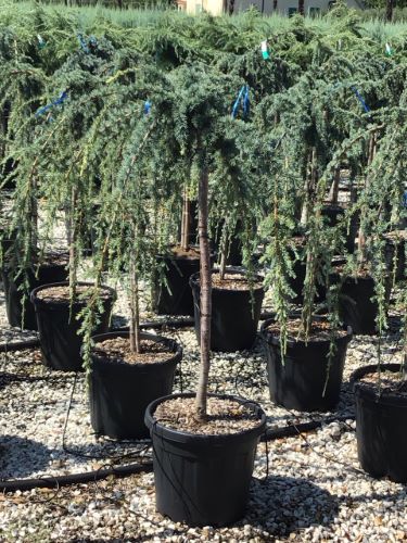 Cedru argintiu curgator 1.25 - 1.50 m / Cedrus atlantica "Glauca Pendula" / by gradina-noastra