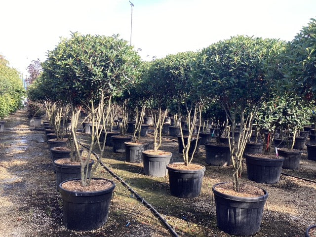 Photinia "Carre Rouge" Multitulpinala / Photinia x fraseri "Carre Rouge"/ by gradina-noastra