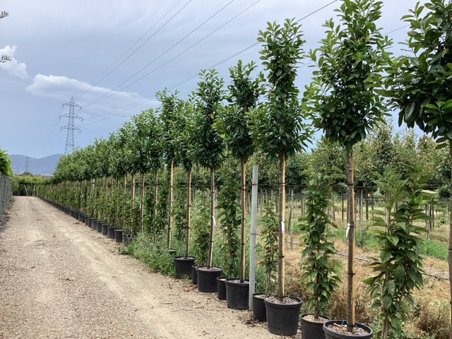 Laur englezesc "Novita" arbore / Prunus laurocerasus" Novita"/ - Gradina Noastra