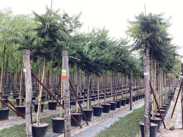 Otetar rosu "Dissecta" arbore 2.50 - 3.50 m / Rhus typhina "Dissecta" / by gradina-noastra