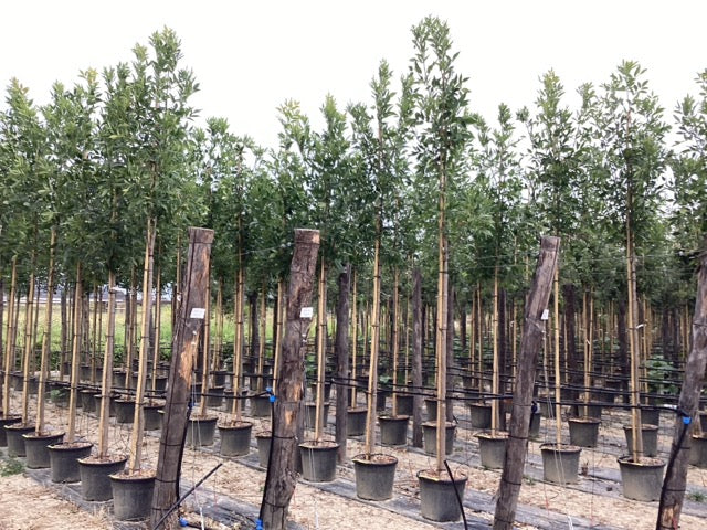 Frasin de Pensilvania &