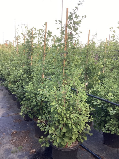 Arborele pagodelor "Eiffel" 1.50 - 1.75 m / Ginko biloba "Eiffel" / by gradina-noastra