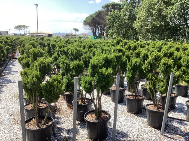 Tisa "Hillii" Pom Pom 1.10 m / Taxus x media "Hillii" / by gradina-noastra