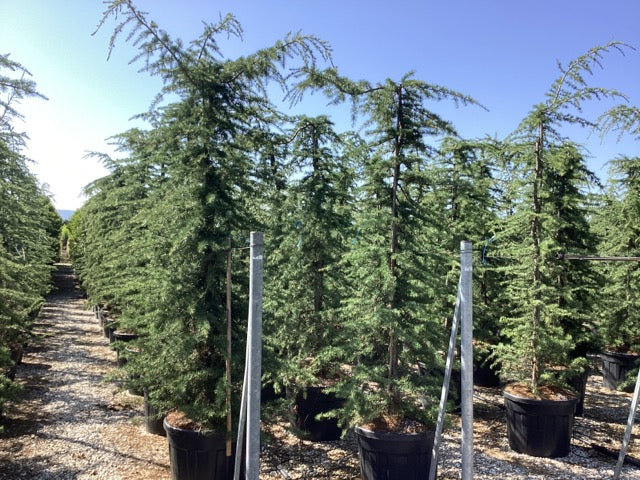 Cedru de Himalaya pendul 2.20 - 2.50 m / Cedrus deodara "Pendula" / by gradina-noastra