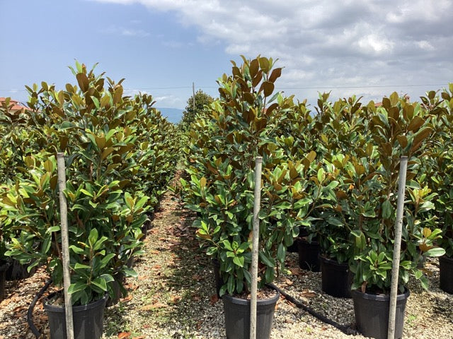 Magnolia vesnic verde "Goliath" / Magnolia grandiflora "Goliath" by gradina-noastra