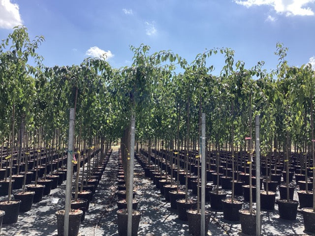 Cires japonez pendul "Kiku - Shidare - Zakura" / Prunus serrulata "Kiku - Shidare - Zakura" / by gradina-noastra