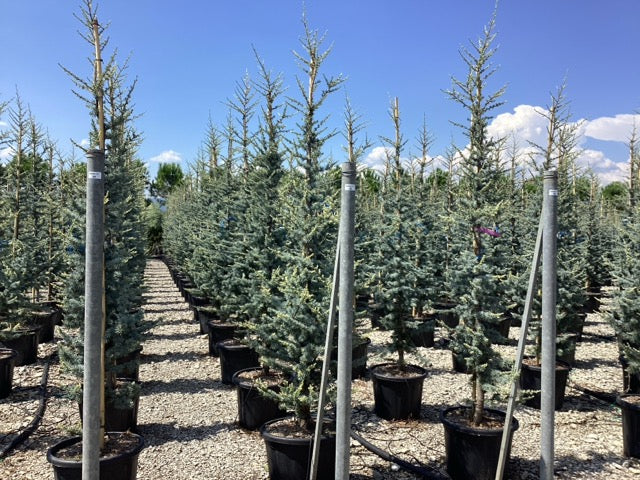 Cedru argintiu-albastru 1.75 - 2.00 m / Cedrus atlantica "Glauca" / - Gradina Noastra