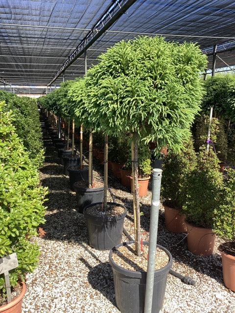 Cryptomeria jap. "Globosa Nana" pomisor cu formă globulară compactă, ideal pentru grădini și terase la Pepiniera Online.