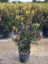 Magnolia vesnic verde "Little Gem" 1.50 - 1.75 m / Magnolia grandiflora "Little Gem" - Gradina Noastra