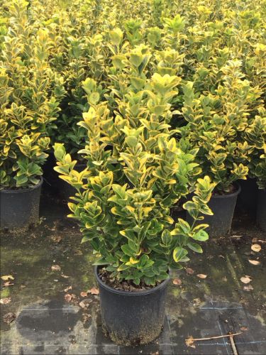 Salba japoneza " Elegant Aureus " tufa / Euonymus jap. "Elegant Aureus"/ by gradina-noastra