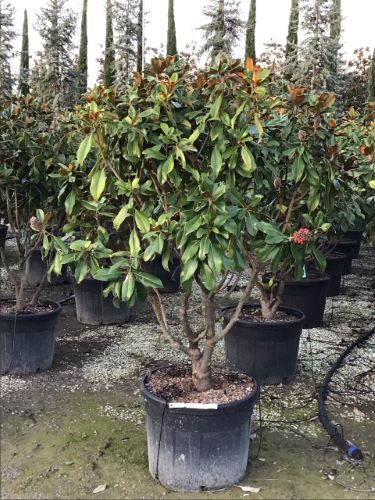 Magnolia vesnic verde "Goliath" multitulpinala / Magnolia grandiflora "Goliath" by gradina-noastra