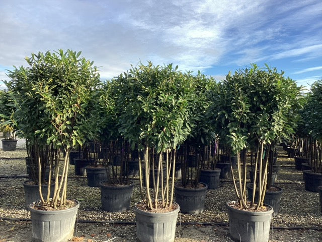 Laur englezesc "Novita" multitulpinal / Prunus laurocerasus" Novita"/ by gradina-noastra