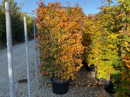 Arborele de Fier Persan palier / Parrotia persica / by gradina-noastra