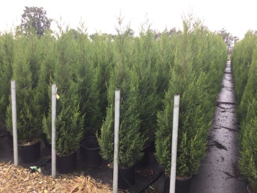 Chiparos leylandii "2001" 1.50 - 1.75 m / x Cupressocyparis leylandii "2001 - Pyramidalis" / by gradina-noastra