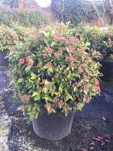 Viburnum tinus "Eve Price" minge / Viburnum tinus "Eve Price"/ by gradina-noastra