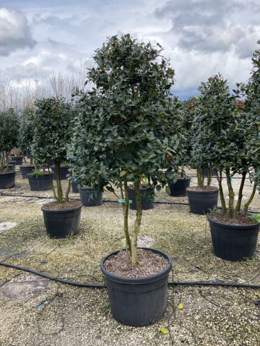 Ilex "Nellie R.Stevens" multitulpinal / Ilex mutchagara "Nellie R.Stevens"/ by gradina-noastra