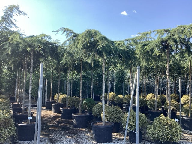 Cedru de Himalaya pendul arbore / Cedrus deodara "Pendula" / - Gradina Noastra