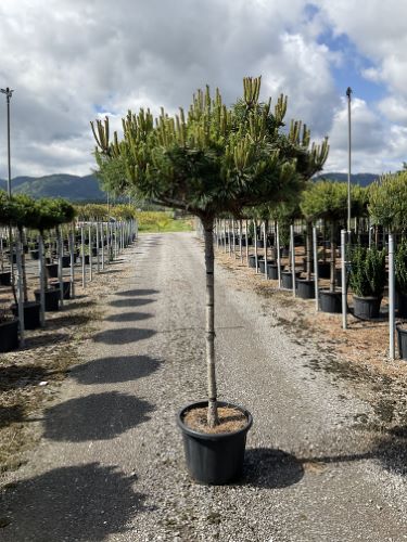 Pin negru "Pierrick Bregeon" pomisor / Pinus nigra "Pierrick Bregeon" / by gradina-noastra